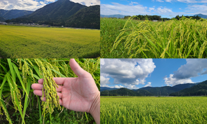 【6月13日より数量限定販売開始】至極の花垣 純米大吟醸